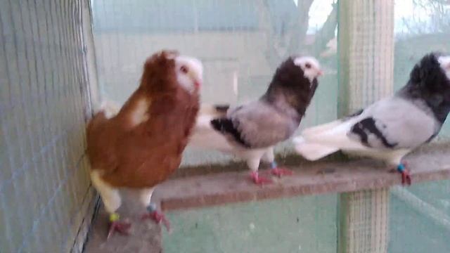 Капуцини #голуби #птиця ??Capuchin pigeons in Ukraine смотреть онлайн