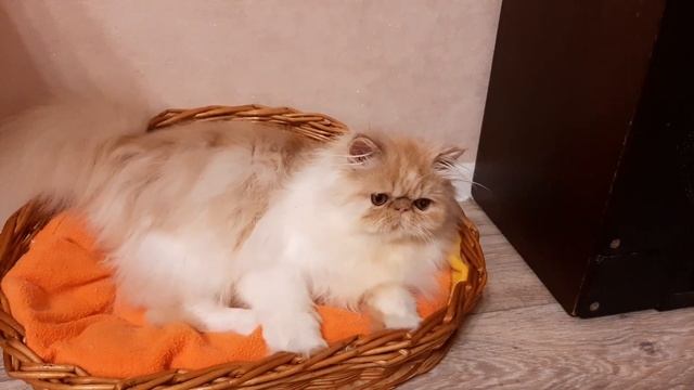 Персидский котенок 6месяцев смотреть онлайн