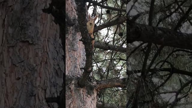 Бишкек - Южные ворота