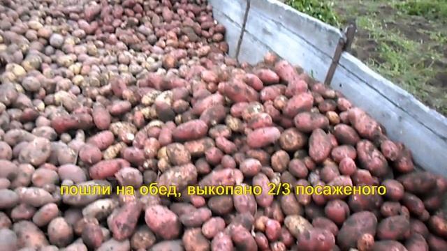 Деревня Окунево. Картофельный урожай 2017. Семейный подряд. смотреть онлайн