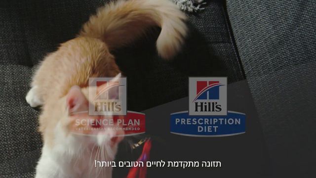 מזון הילס לכלבים - צעד קדימה לחיים הטובים ביותר смотреть онлайн
