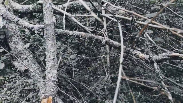 VID 20220820 165702 По дрова (Н. Рубцов)...Павел Васильев Лахтинский смотреть онлайн