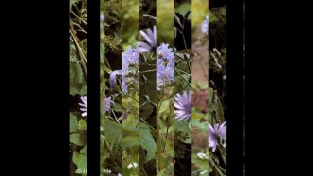 ЦИЦЕРБИТА (CICERBITA) Сем. Астровые ( Asteraceae ) смотреть онлайн