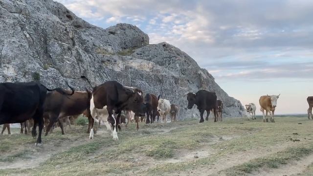 UZBEKISTAN. Border with Kyrgyzstan. Namangan. One day of life of chobans (chopon). ASMR, Russia смотреть онлайн