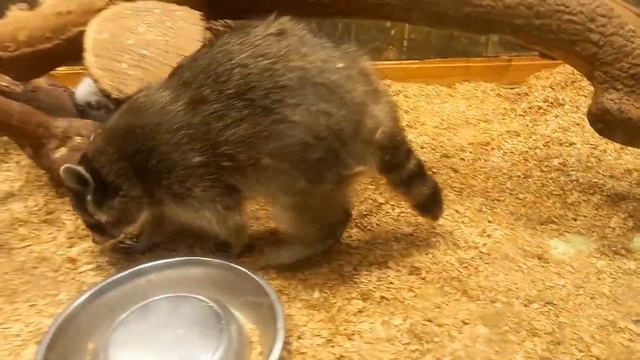 #1Поездка в ГЕЛЕНДЖИК : ТЕРРАРИУМ,КОЛЕСО ОБОЗРЕНИЯ,ДОМ,МОРЕ смотреть онлайн