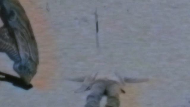 ужасающие кадры на человека напал монстр и его поедают,видео как пришелец напал на людей,нло срочно смотреть онлайн
