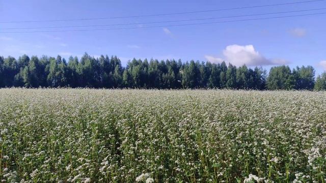 Пчеловодсто.Подфартило идёт взяток с гречихи.Обзор медоносов.Как работает пчела на гречке.#Медонос