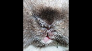 Лечение насморка у кролика быстро и просто! Лечим сопли кролику. Ринит и лечение кролика!