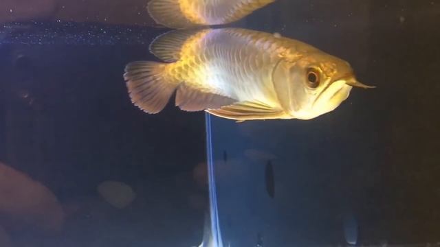 Top 10 Expensive Arowana Fish Varieties смотреть онлайн