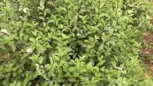 Pittosporum tenuifolium смотреть онлайн