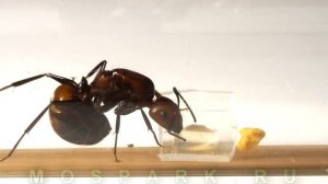 Как ухаживать за муравьями и муравьиной фермой дома?