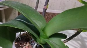 Липкие капли на листьях орхидеи