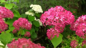 Гортензия Пинк Анабель. Уникальный проект.  Дачные картинки.
