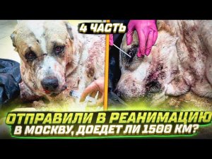 Последняя часть про Феникса, ему стало плохо и мы думали усыпить его, как тут случилось чудо