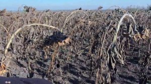 Посеянный 5го ИЮЛЯ подсолнечник СУР , что получилось