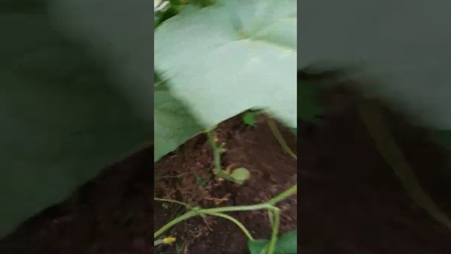 Маленькие помидоры и огурцы смотреть онлайн