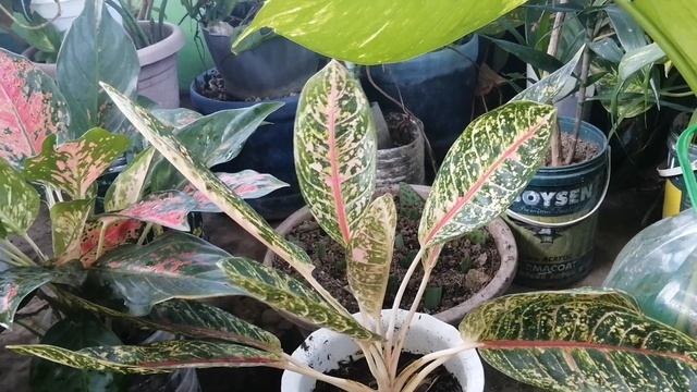 Top 3 Aglaonema Plants for Abundance and Prosperity смотреть онлайн