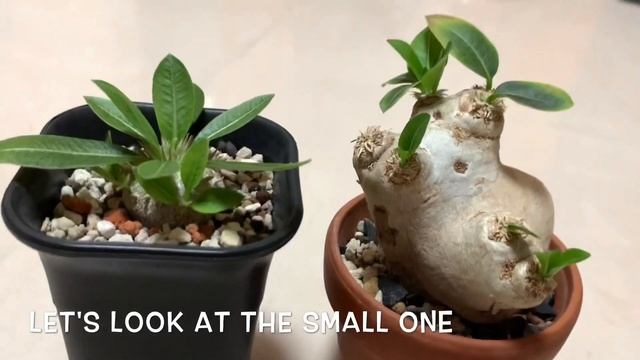 [ 惠比須笑 ] 一齊睇下舊薑有咩變化? Differences of Pachypodium Brevicaule within 1week | 塊根植物 恵比寿笑い Plants Caudex смотреть онлайн