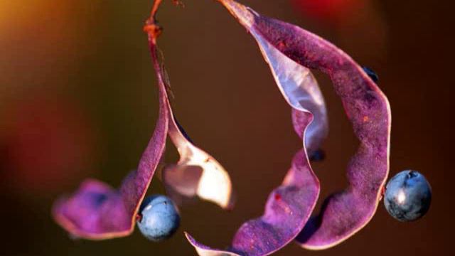 Sweet Dreams & Starlight - Piano смотреть онлайн