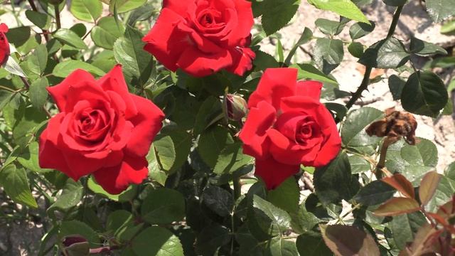 Гранд Аморе -чайно гибридная роза. Питомник роз Полины Козловой rozarium.biz смотреть онлайн