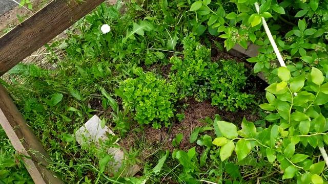 Сколько завязалось голубики и брусники? Кислая грядка 12.06.2021 смотреть онлайн