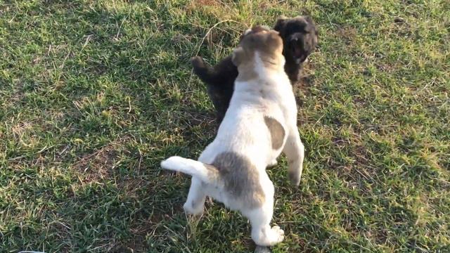 Первая прогулка с щенками. First walk with puppies. смотреть онлайн