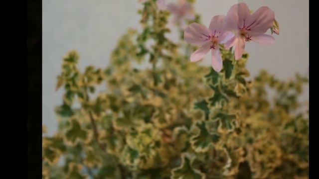 219.P.Crispum Variegatum (2018)   흰무늬 크리스펌,Pelargonium