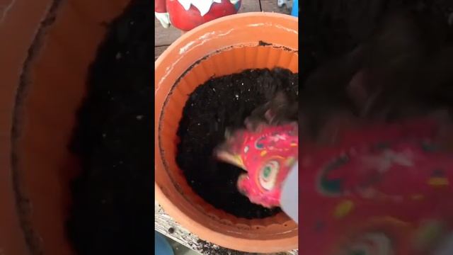 как вырастить петрушку дома в горшке смотреть онлайн