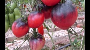 Красавец Сержант Пеппер покорит ваше сердце вкусом и урожаем!