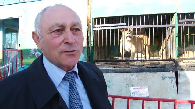 В передвижном зоопарке «Сафари» родились тигрята смотреть онлайн