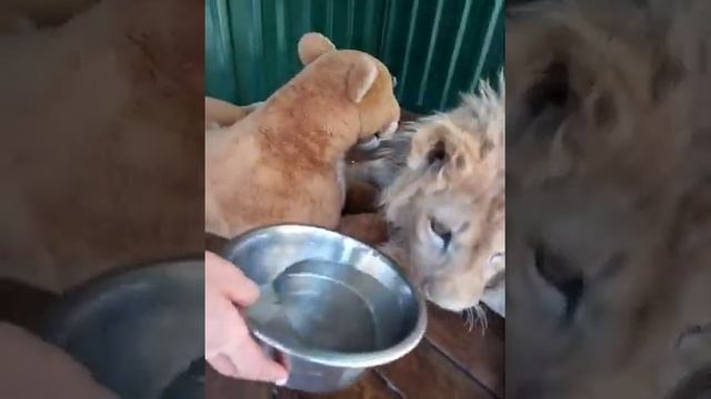 Симба и мама Юля!!! смотреть онлайн