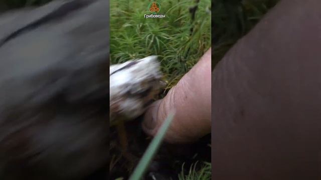 Подберёзовик пёстрый - Leccinum variicolor любит мох Кукушкин лён. смотреть онлайн