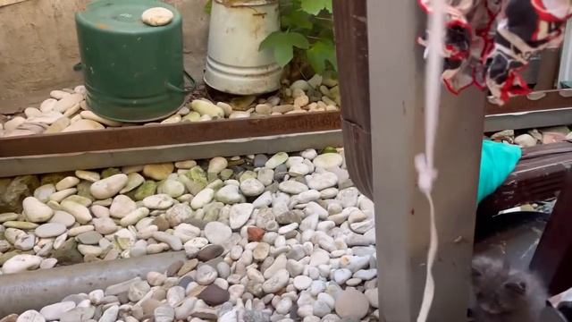 Бездомная кошка и её котята больны. Мягкие лапки спешат на помощь. смотреть онлайн