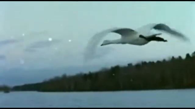 ГДЕ ЖЕ ТВОИ КРЫЛЬЯ...............avi смотреть онлайн