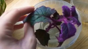 Комнатные растения. Гинура, размножение, черенкование, укоренение.