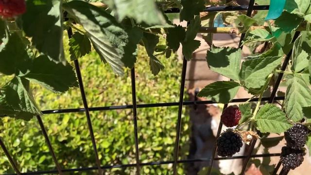 Happy Memorial Day! Update with mom's backyard Blackberries - Backyard Boysenberry May 30, 2022 смотреть онлайн