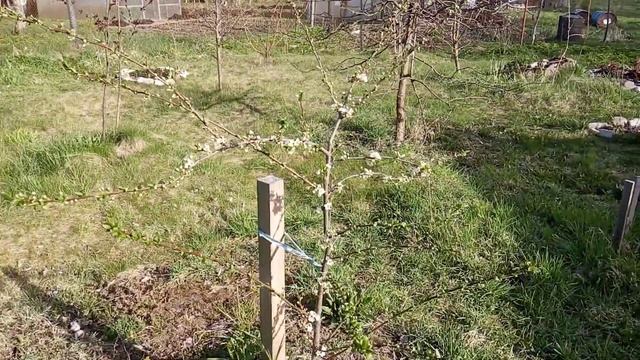 начало цветения алычи смотреть онлайн