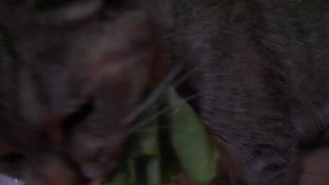 Я сегодня нарасхват! Кошка Ромашка и салат. смотреть онлайн