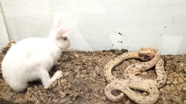 Snake Eat Rabbit Live Feeding Stop Black Head Royal Snake Venmous Snake Eat Rabbit
