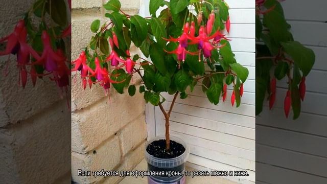 Формирование фуксии в домашних условиях и обрезка смотреть онлайн