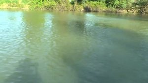 Краткий обзор эхолота HUMMINBIRD 197 c DI.Очередной выезд на р. Кубань х. Нечаевский.