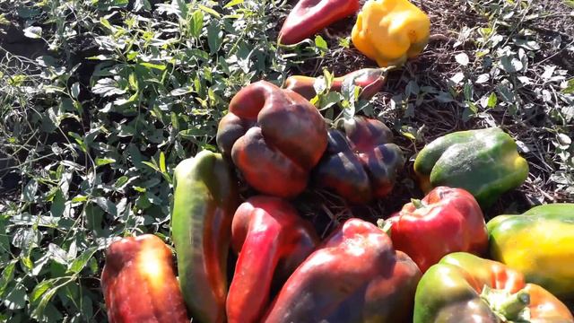 Собираю урожай сладкого перца . смотреть онлайн
