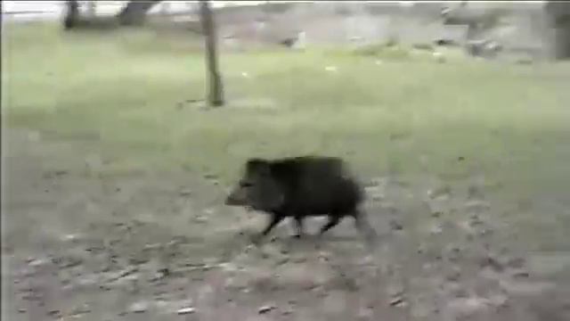 Злые животные Топ приколы с животными Подборка 2016 / 2015 | Top 10 смотреть онлайн