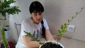 #Мои_комнатные_растения_2021 // Спасаем папоротники  // Мои ошибки в уходе