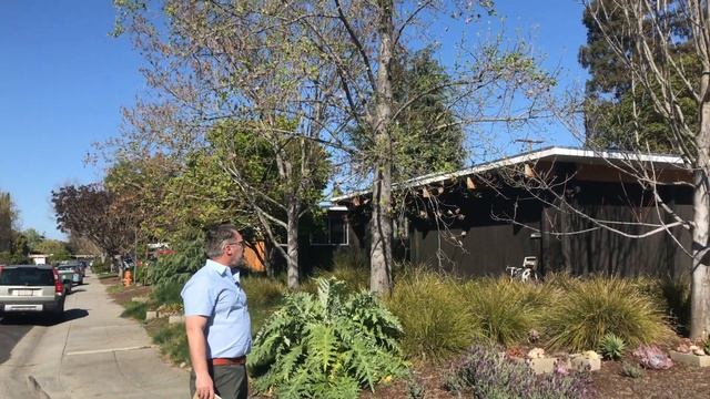 Tulip Tree (Liriodendron tulipifera) смотреть онлайн