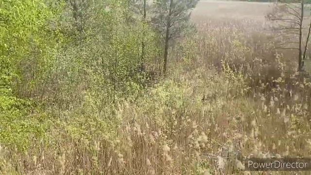 Кошмар на прогулке. Миру укусила змея.