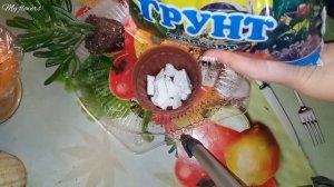 Крассула Хоббит.Пересадка.Болезни и вредители.