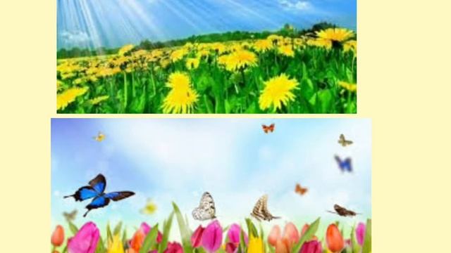 Сравнение одуванчика с тюльпаном. Вторая младшая группа. смотреть онлайн