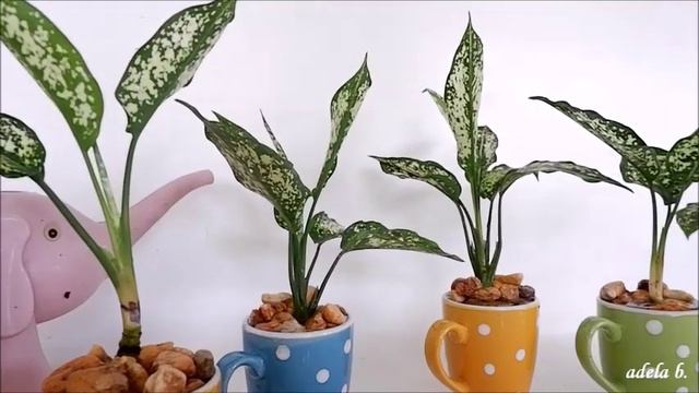 Aglaonema Snow White in Polka Dots Cups as DIY Mini Wooden Wall Hanging Decor смотреть онлайн