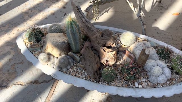 ARRANJOS DE CACTOS E SUCULENTAS 🍀 смотреть онлайн